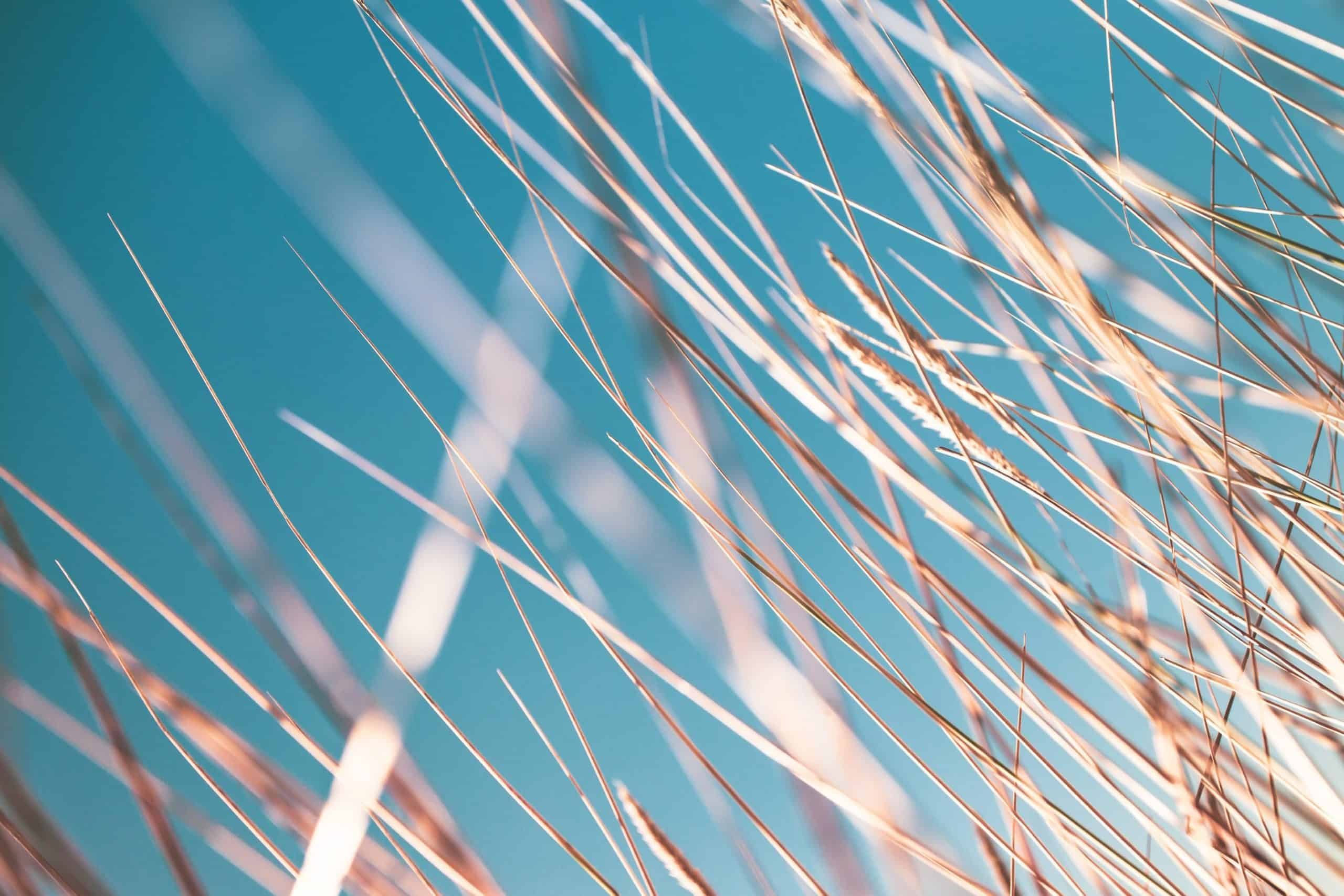 golden strands of wheat against a blue sky